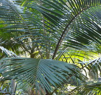 Bangalore Falls walking track - Tourism Search