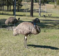 Glen Ian Ostrich and Emu Farm - Tourism Search