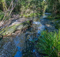 Dawson River walking track - Tourism Search