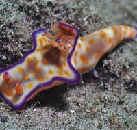 Curtain Artificial Reef Dive Site - Tourism Search