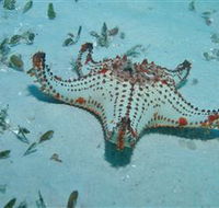 The Pines Dive Site - Tourism Search