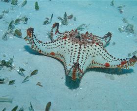 The Pines Dive Site - Tourism Search 0