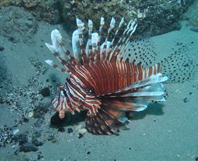 The Pines Dive Site - Tourism Search 1