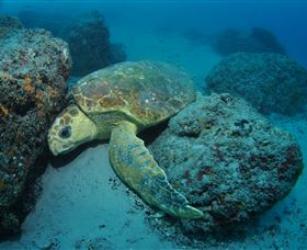 The Pines Dive Site - Tourism Search 3