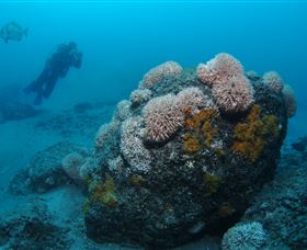 The Pines Dive Site - Tourism Search 2