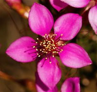 Flora - Tourism Search