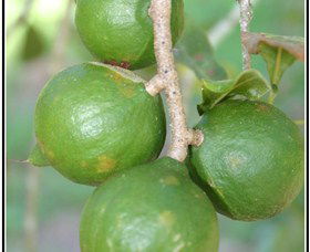 Lorne Valley Macadamia Farm - Tourism Search 2