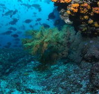 Henderson Rock Dive Site - Tourism Search