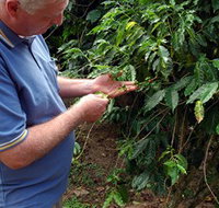 Wombah Coffee Plantation - Tourism Search