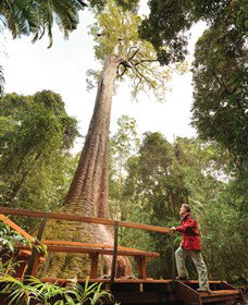 Old Bottlebutt - Tourism Search 0