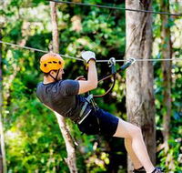 TreeTop Challenge Currumbin - Tourism Search