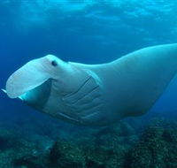 Manta Bommie Dive Site - Tourism Search