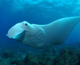 Manta Bommie Dive Site - Tourism Search 0