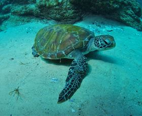 Manta Bommie Dive Site - Tourism Search 3