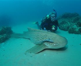 Manta Bommie Dive Site - Tourism Search 1