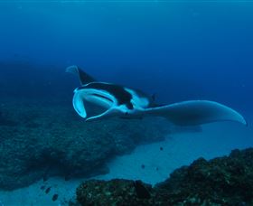 Manta Bommie Dive Site - Tourism Search 2