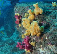 Shag Rock Dive Site - Tourism Search