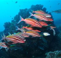 Flat Rock Dive Site - Tourism Search