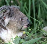 Koala Hospital - Tourism Search