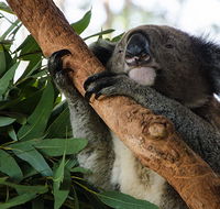 Macquarie Nature Reserve - Tourism Search