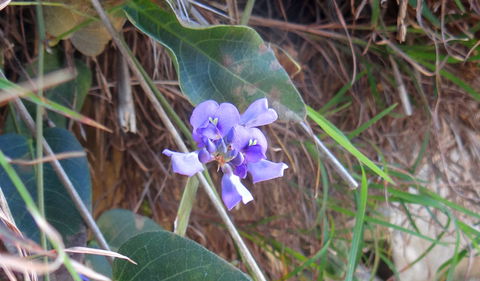 Broken Head Nature Reserve - Tourism Search 1