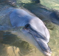 Dolphins of Monkey Mia - Tourism Search