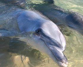 Dolphins Of Monkey Mia - Tourism Search 0