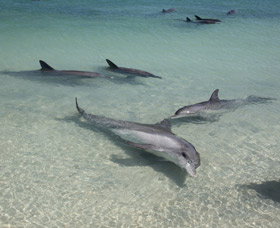 Dolphins Of Monkey Mia - Tourism Search 2