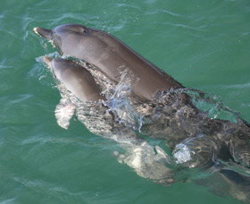 Dolphins Of Monkey Mia - Tourism Search 3