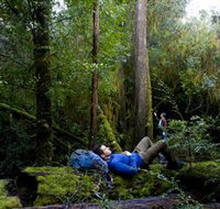 The Tarkine Drive - Tourism Search