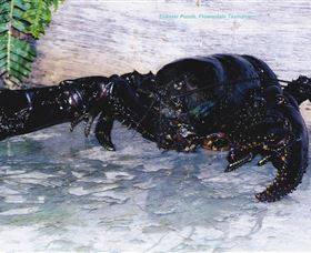 Lobster Ponds - Tourism Search 2