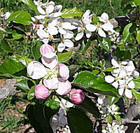 Avro Park Orchards - Tourism Search