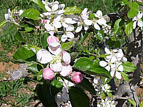 Avro Park Orchards - Tourism Search 0