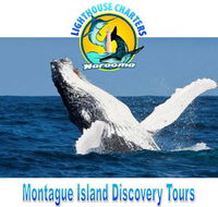 Lighthouse Charters Narooma - Tourism Search