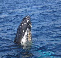 Jervis Bay Whales - Tourism Search