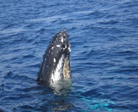Jervis Bay Whales - Tourism Search 0