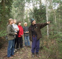 Great Western Tiers Forest Walks Tasmania - Tourism Search