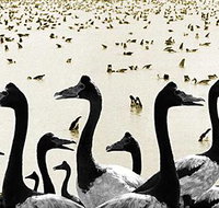 Tin Shed Art Gallery - Tourism Search