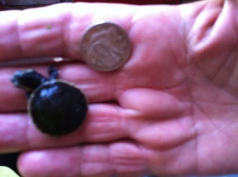 Hurley’s Aquariums - Tourism Search 0