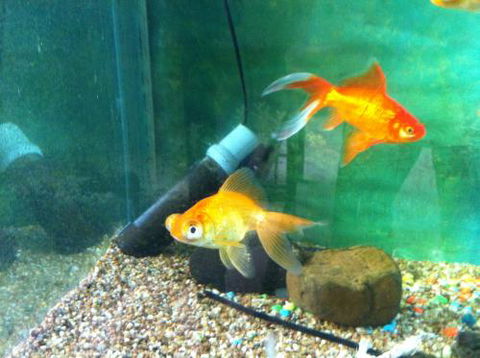 Hurley’s Aquariums - Tourism Search 2