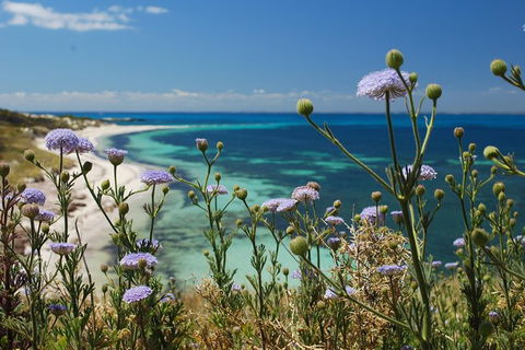Rottnest Island Bayseeker Tour - Tourism Search 6