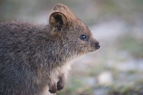 Rottnest Island Bayseeker Tour - Tourism Search 7