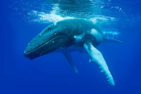 Dunsborough Whale Watching Eco Tour - Tourism Search 0