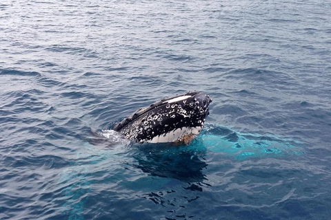 Dunsborough Whale Watching Eco Tour - Tourism Search 1