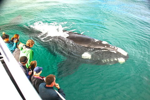 Dunsborough Whale Watching Eco Tour - Tourism Search 3