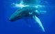 Dunsborough Whale Watching Eco Tour - thumb 2