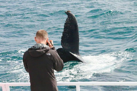 Dunsborough Whale Watching Eco Tour - Tourism Search 9