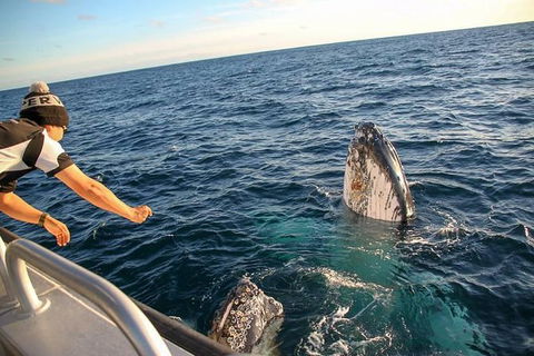 Dunsborough Whale Watching Eco Tour - Tourism Search 5
