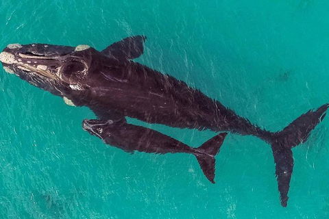 Dunsborough Whale Watching Eco Tour - Tourism Search 7