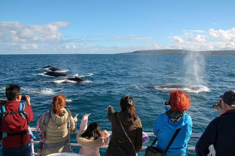 Dunsborough Whale Watching Eco Tour - Tourism Search 4